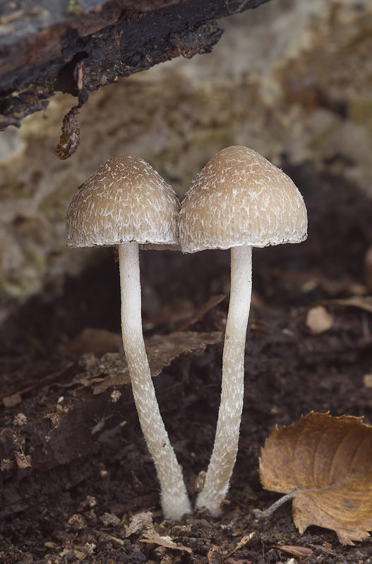 Psathyrella impexa